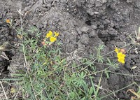 Bird's-foot trefoil_Hosackia oblongifolia.jpg